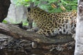 Amur leopard in the outdoors Royalty Free Stock Photo