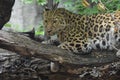 Amur leopard in the outdoors Royalty Free Stock Photo