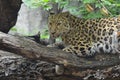 Amur leopard in the outdoors Royalty Free Stock Photo