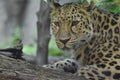 Amur leopard in the outdoors Royalty Free Stock Photo