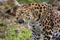 Amur Leopard, panthera pardus orientalis Royalty Free Stock Photo