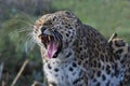 Amur Leopard, panthera pardus orientalis, Adult Yawning