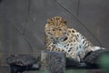 Amur Leopard - Panthera pardus orientalis Royalty Free Stock Photo