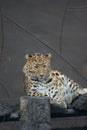 Amur Leopard - Panthera pardus orientalis Royalty Free Stock Photo