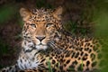 Amur leopard, Panthera pardus orientalis