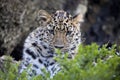 Amur Leopard, Panthera pardus orientalis, is probably the most beautifully colored leopard