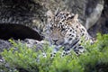 Amur Leopard, Panthera pardus orientalis, is probably the most beautifully colored leopard Royalty Free Stock Photo