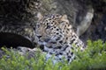 Amur Leopard, Panthera pardus orientalis, is probably the most beautifully colored leopard Royalty Free Stock Photo