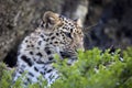 Amur Leopard, Panthera pardus orientalis, is probably the most beautifully colored leopard Royalty Free Stock Photo