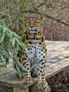 Amur Leopard, Panthera pardus orientalis, sits on a footbridge and observes the surroundings