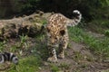 Amur leopard Panthera pardus orientalis Royalty Free Stock Photo