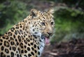 Amur Leopard panting, with tongue sticking out