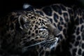 Amur Leopard