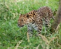 Amur Leopard Prowling through Long Grass Royalty Free Stock Photo