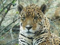 Amur leopard Royalty Free Stock Photo