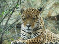 Amur leopard Royalty Free Stock Photo