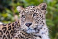 Amur leopard resting Royalty Free Stock Photo