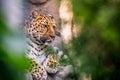 Amur Leopard Resting Royalty Free Stock Photo