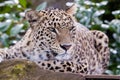 Amur leopard resting Royalty Free Stock Photo