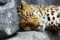 Amur Leopard resting on rock Royalty Free Stock Photo