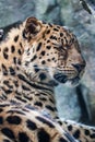 Amur Leopard resting on rock Royalty Free Stock Photo