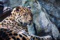 Amur Leopard resting on rock Royalty Free Stock Photo