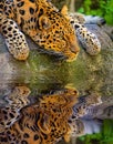 Amur Leopard portrait. Royalty Free Stock Photo