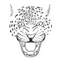 Amur Leopard Roar face or head. Hand drawn Leopard Head animal or predator isolated on white background. Vector Royalty Free Stock Photo