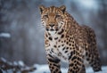 Amur leopard in the snow: A stunning leopard portrait captured in the winter wilderness.