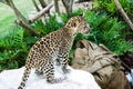 An Amur Leopard standing on marble table