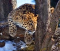Amur leopard is a leopard subspecies Royalty Free Stock Photo