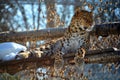 Amur leopard is a leopard subspecies native to the Primorye region