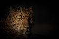 Amur leopard with a low key background Royalty Free Stock Photo