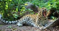 Amur leopard