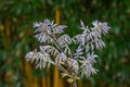 Amur Maackia amurensis, silvery spring shoots Royalty Free Stock Photo