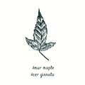 Amur maple Acer ginnala leaf. Ink black and white doodle drawing Royalty Free Stock Photo