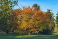 Amur maple in the fall in Stromovka, Prague. Royalty Free Stock Photo