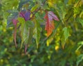 Amur maple leaves in fall