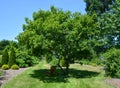 Amur maple, is a plant species with woody stems Royalty Free Stock Photo