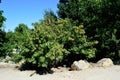 Amur Maple Tree Landscape