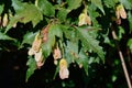 Amur Maple Tree leaves and seeds closeup