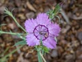 Amur pink (Dianthus amurensis) \'Siberian blue\' flowering with purple pink flowers