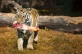 The Amur Siberian tiger eats raw meat Royalty Free Stock Photo