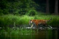 Amur tige in the river. Siberian tiger, Panthera tigris altaica