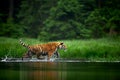 Amur tige in the river. Siberian tiger, Panthera tigris altaica