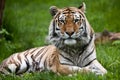 Amur Tiger Royalty Free Stock Photo