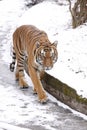 Amur tiger Royalty Free Stock Photo