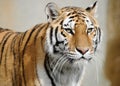 Amur tiger Royalty Free Stock Photo