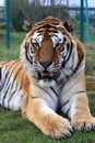 Amur Tiger 6 Royalty Free Stock Photo