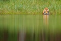 Amur tiger drinking lake water. Danger animal, tajga, Russia. Animal in green forest stream. Grey stone, river droplet.